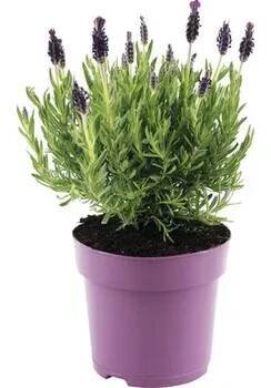 Levandule smilovitá FloraSelf Lavandula stoechas 'Anouk' 20-25 cm Ø 15 cm květináč lila 1 ks