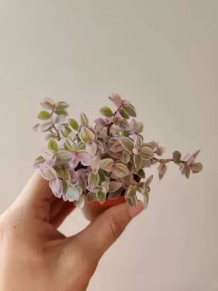 Callisia Rosata