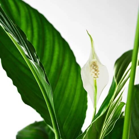 SPATHIPHYLLUM Rostlina - Toulcovka 17 cm
