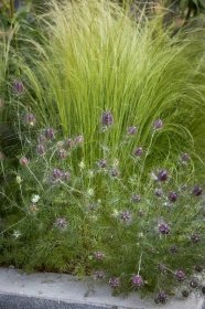 Nigella seedheads dance in front of Mexican feather grass.