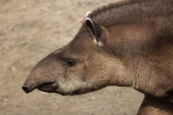 jihoamerický tapír (tapirus terrestris) - lichokopytníci - stock snímky, obrázky a fotky