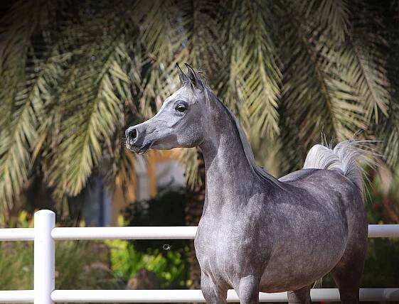 Ajmal Sara - Ansata Hejazi X Rahash Al Arab. Reference Horses