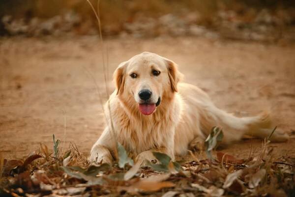 GOLDEN RETRIEVER – cena, charakter, opis rasy