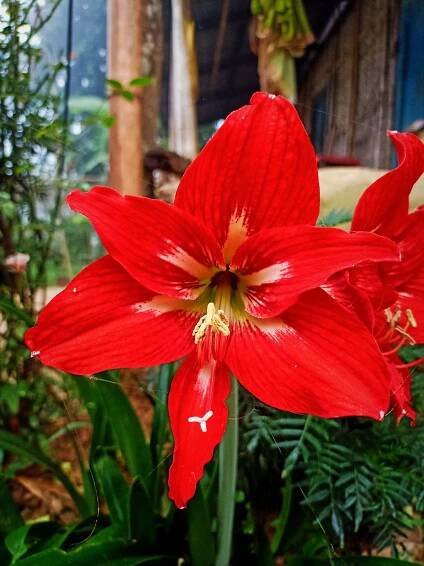 Red Flower Among Green Plants