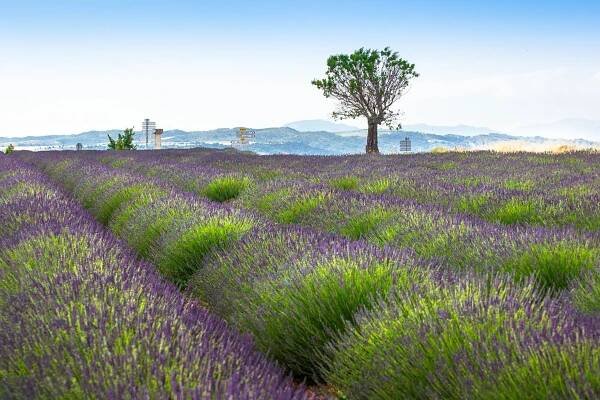 Legendy z Provence: Jak pan Masse z Valensole viděl přistát UFO v levandulích