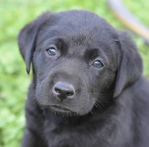 Past Litters-Labrador puppies | Johnson Point Labradors