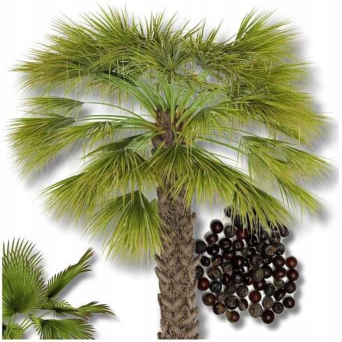 PALMA MRAZUVZDORNÁ semena Sabal Palmetto kabačková pro zahradu x 3 ks