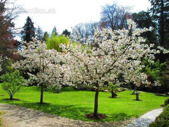 Sakura-Japonská čerešňa