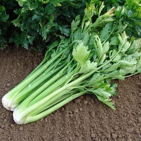 Semena celeru – Celer řapíkatý Malachit – Apium graveolens