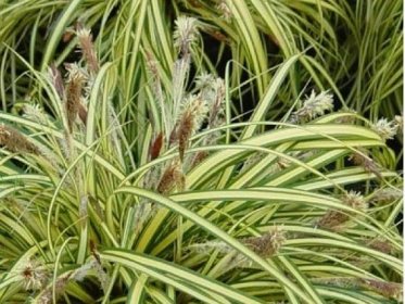 Ostřice ošímenská ́Maxi Gold ́ - Carex oshimensis 'Maxi Gold'