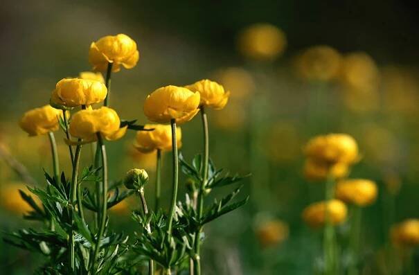 The Grumpy Gardener Doesn't Think Your Bulbs Can Take The Southern Heat
