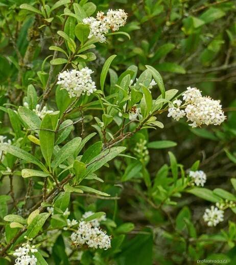 Ligustrum vulgare L. (ptačí zob obecný)