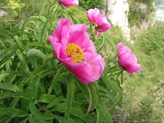 Pivoňka lékařská (Paeonia officinalis), květy, květenství
