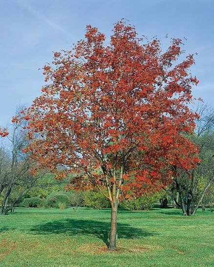 Sorbus aucuparia var. edulis