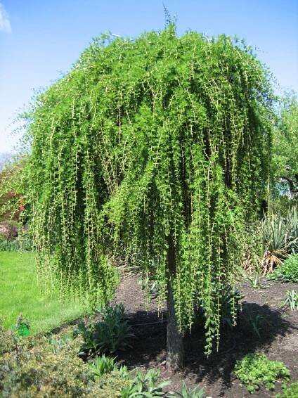 Převislý modřín "LARIX DECIDUA PENDULA", výška 120-150 cm