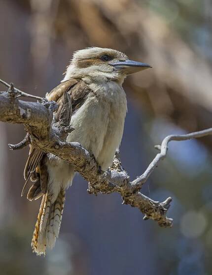 Laughing kookaburra (Dacelo novaeguineae novaeguineae) Hobart