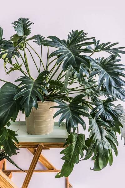 Philodendron Xanadu