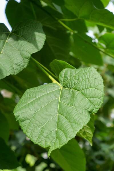 Tilia tomentosa 'Sisi' | lípa stříbrná 'Sisi' - Van den Berk školky