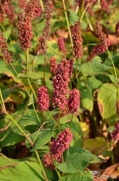 Persicaria amplexicaulis 'Dikke Floskes' | Perenniculum