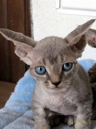 DEVON REX NA PRODEJ - Martina Sihelská