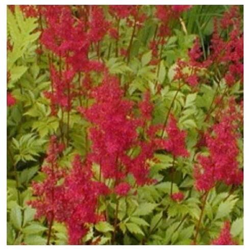 Astilbe arendsii 'Etna', čechrava zahradní, kontejner - Zahrada Výstaviště