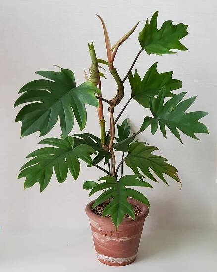 Filodendron - domácí péče