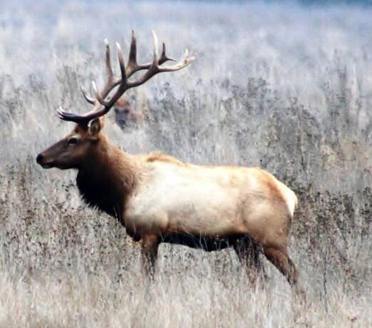 Tule-Wapiti