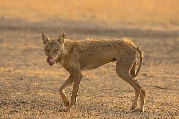 Indian Wolf (Canis lupus pallipes)