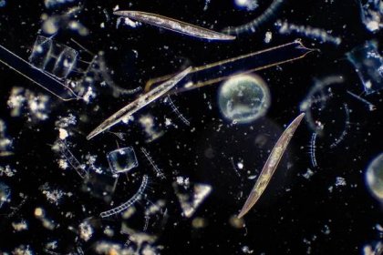 rozsivky jsou fotosyntetizující řasy, mají křemičitou kostru a nacházejí se téměř v každém vodním prostředí, včetně čerstvých a mořských vod. - plankton - stock snímky, obrázky a fotky