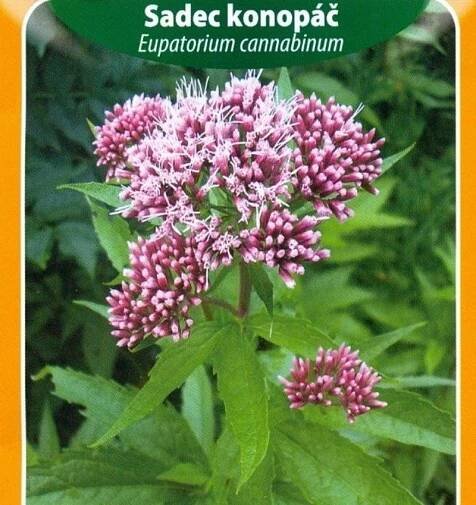 Sadec konopáč (semena) - Zahrada