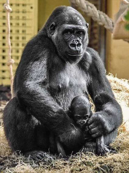 Gorily v pražské zoo se těší na nový přírůstek. Zavítá mezi ně Duni, dcera Moji a vnučka vůdce smečky...