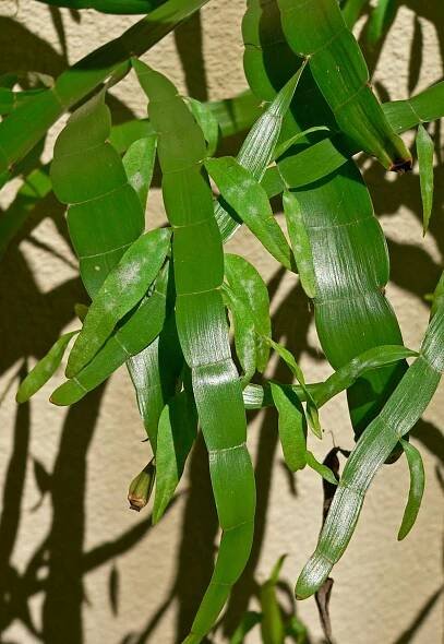 Soubor:Homalocladium platycladum 1.jpg – Wikipedie