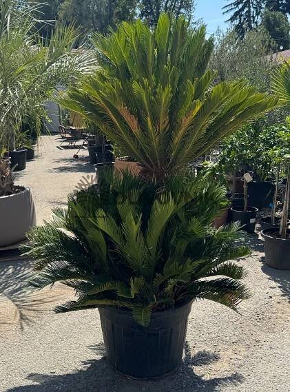 CYCAS REVOLÚTA / Multikmeň / 80cm / výška 190cm