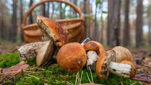Kde rostou houby středočeský kraj - nejlepší místa na sběr hub - Březen 2024 - LaskaVezrozeni.CZ
