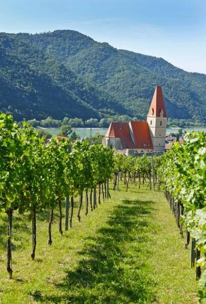 vinice a kostel "weissenkirchen an der donau" ve slavném údolí dunaje - rakousko - danube valley - stock snímky, obrázky a fotky
