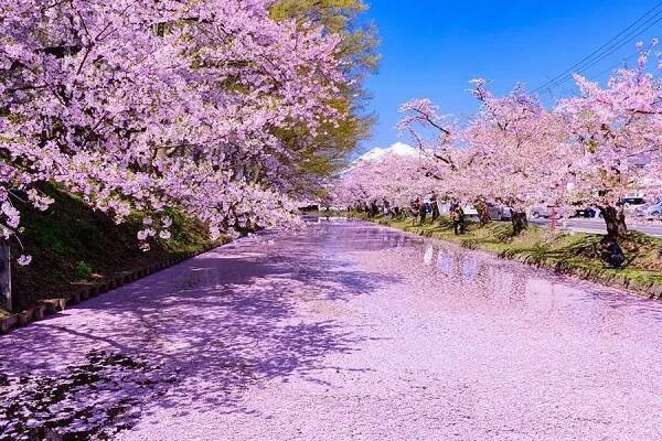 Paket Wisata Ke Jepang April 2025