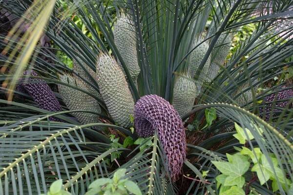 Encephalartos laurentianus (Zdroj: Shutterstock)