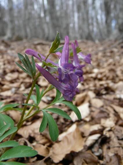Corydalis cava