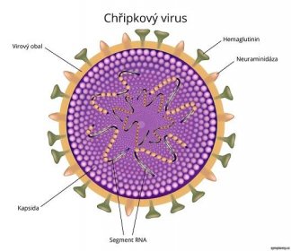 Struktura chřipkového viru