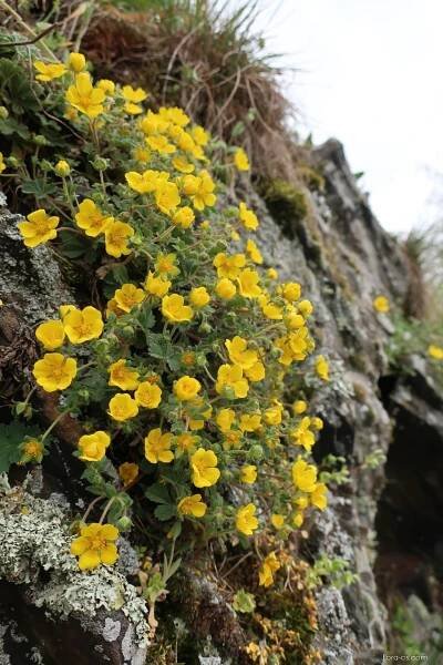 Mochna jarní (Potentilla verna)