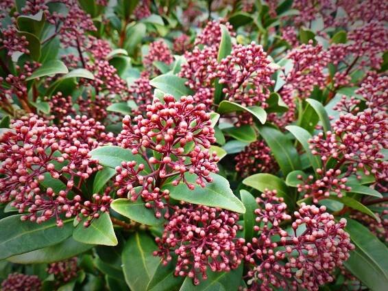 Péče o Skimmia japonica