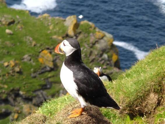 Skotsko - Shetlandy s turistikou, Last minute zájezdy a letenky
