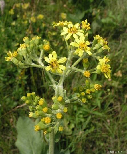 Starček stinný (Senecio umbrosus)
