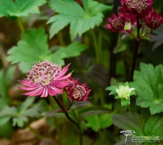 Astrantia major 'Gill Richardson Group' | Perenniculum