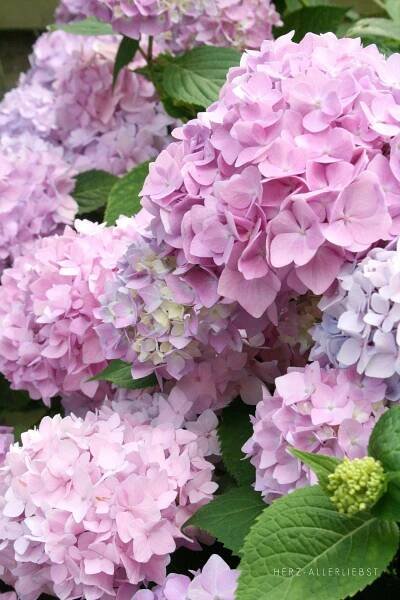 Sommerfrisch | Beautiful flowers, Hydrangea flower, Hydrangea seeds