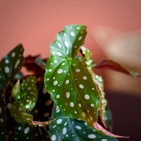 The 12 Best Leaf Begonia Plants That Thrive Indoors