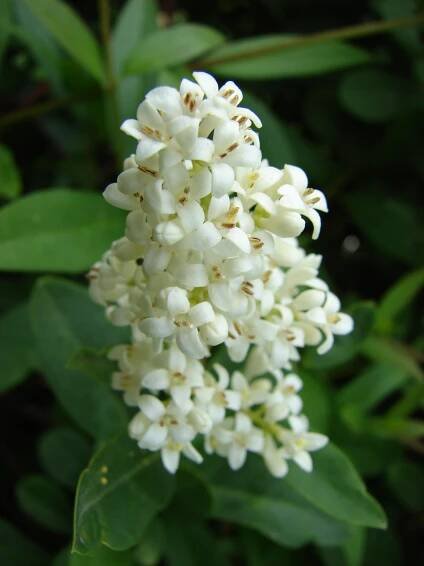 Obrázek - Ligustrum vulgare (ptačí zob obecný) | BioLib.cz