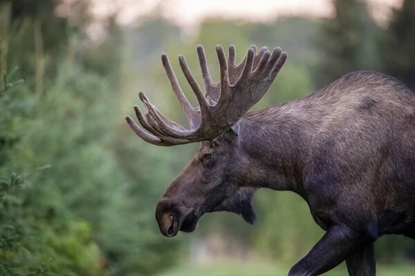 Moose vs elk – what’s the difference between these two giant deer?