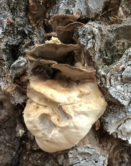ganoderma a 2