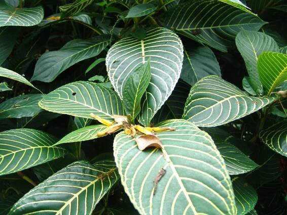 Soubor:Sanchezia nobilis 1.jpg